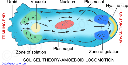 protozoa locomotion, sol gel theory, pseudopodia, locomotion, amoeboid locomotion